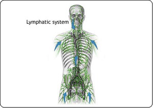 Lymphatic System Image - source: http://www.nlm.nih.gov/medlineplus/ency/images/ency/fullsize/1104.jpg